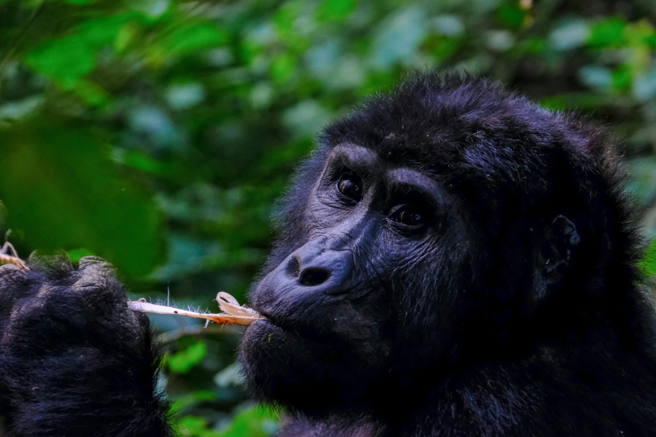 Close Up Photo of Gorilla